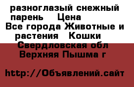 разноглазый снежный парень. › Цена ­ 10 000 - Все города Животные и растения » Кошки   . Свердловская обл.,Верхняя Пышма г.